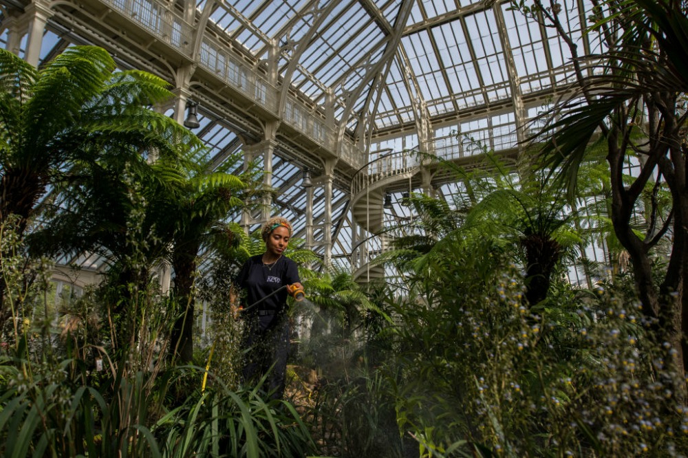 Kew Gardens horticulturalist, Emma Love, waters plants in the newly renovated Temperate House. Source: Getty. 