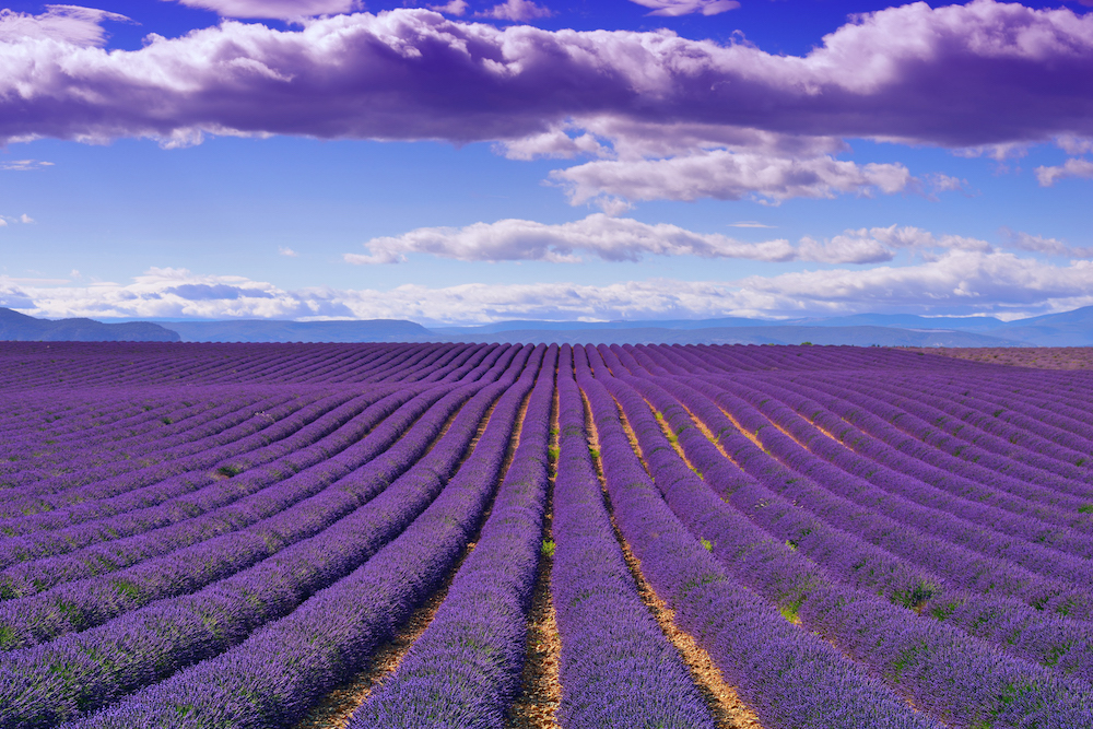 Purple reigns: The legendary lavender of Provence - Starts at 60