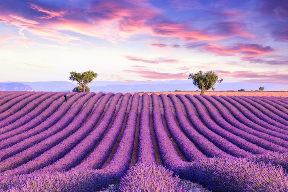 Purple reigns: The legendary lavender of Provence - Starts at 60