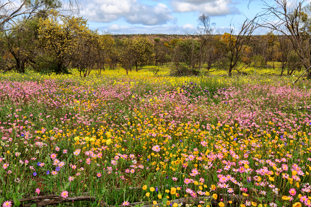 A carpet of flowers in the Coalseam Conservation Park. Source: Getty