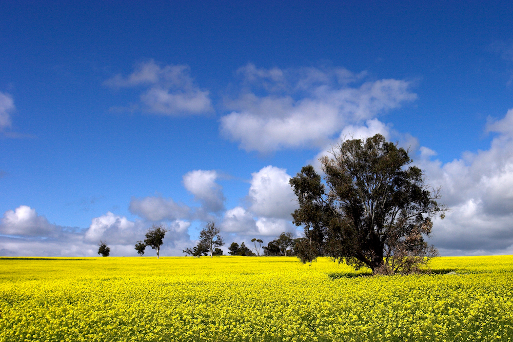 A sea of yellow in the Stirling National Park. Source: Getty