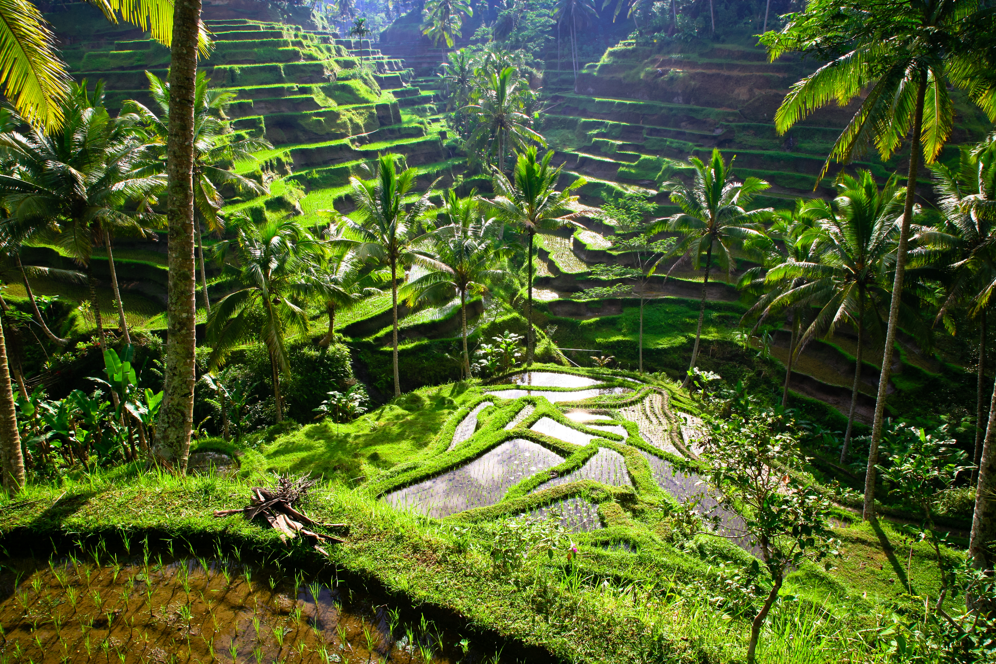 Terraced rice fields in Ubud, Bali. Source: Getty