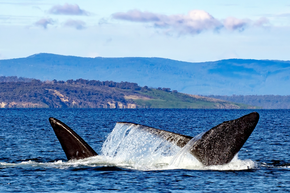 Winter is the best time to spot whales in Tas. Source: Shutterstock