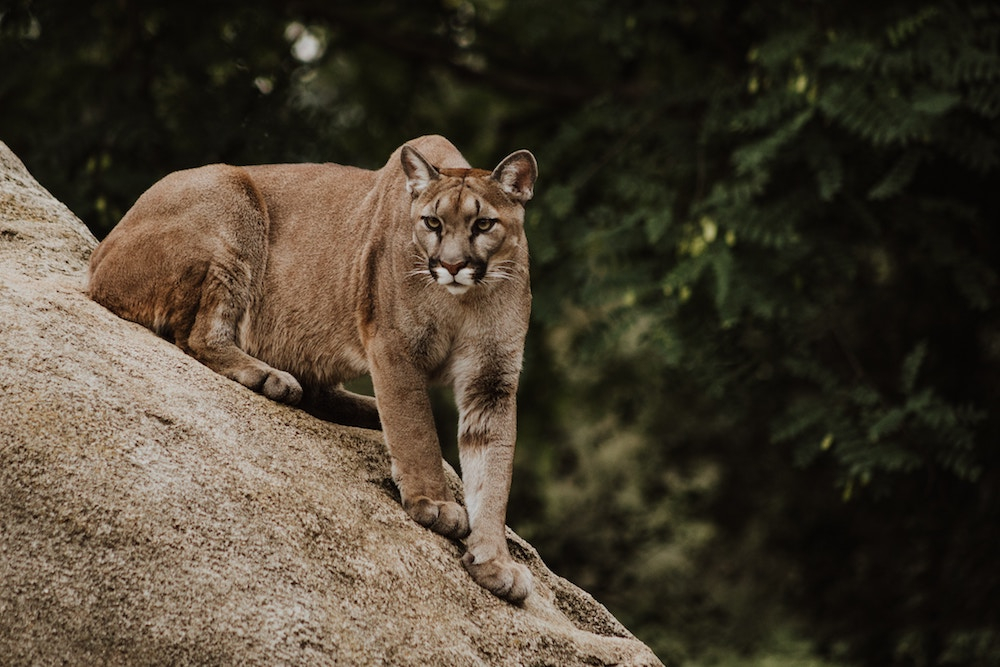 Johannesburg Zoo. Source: Unsplash/Priscilla du Preez