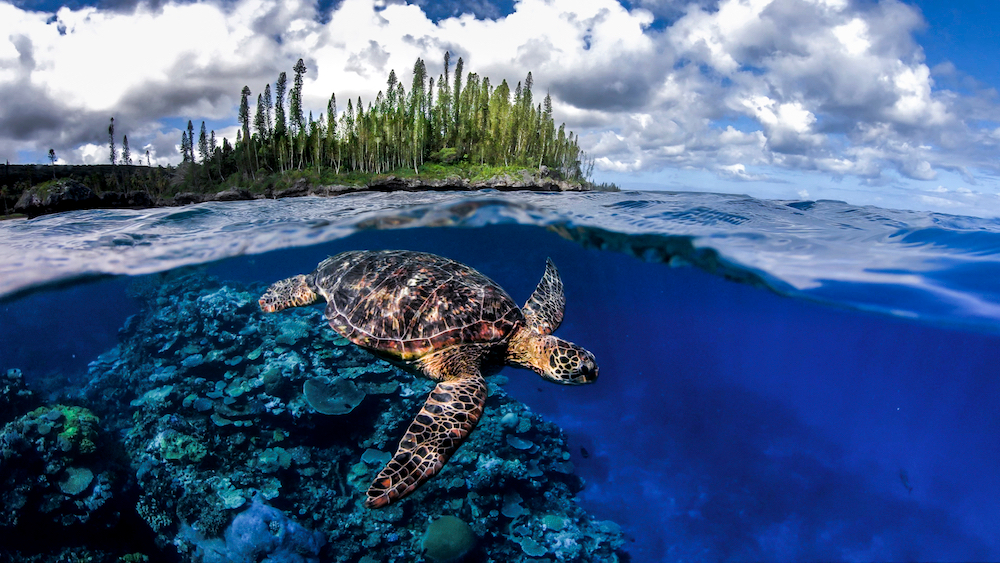 An incredible underwater world awaits. Source: NCTPS/Pauline Massé