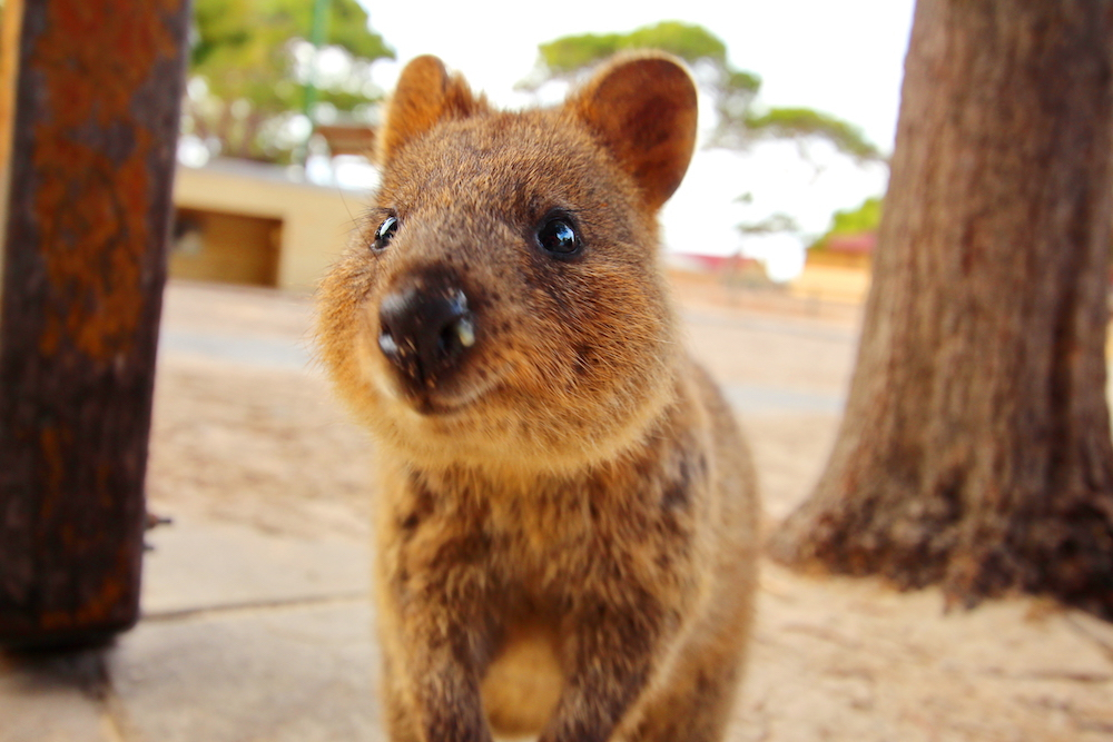 A quokka on Rotto. Source: Getty