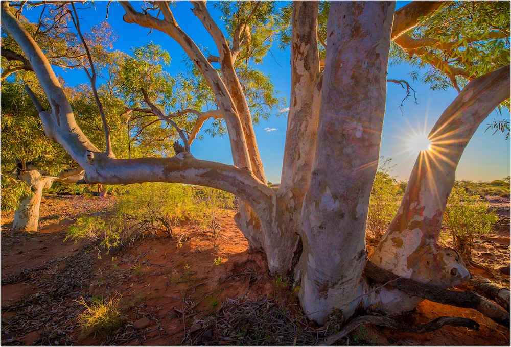 River red gums in Nilpena Station, South Australia. Source: Getty