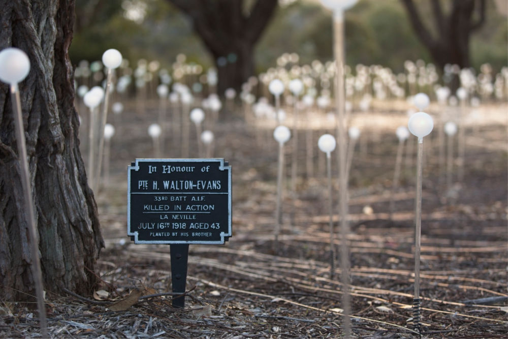 Field of Light Avenue of Honour, Bruce Munro, Albany, 2018. Photograph by Mark Pickthall, courtesy of the Bruce Munro Studio.