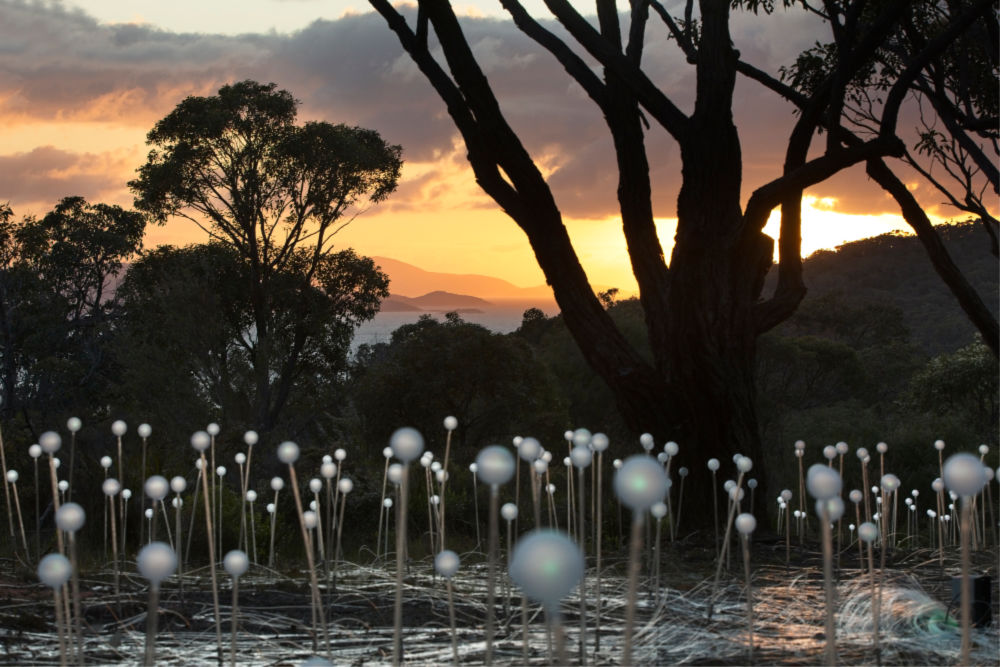 Field of Light: Avenue of Honour, Bruce Munro, Albany, 2018. Source: Mark Pickthall, courtesy of the Bruce Munro Studio