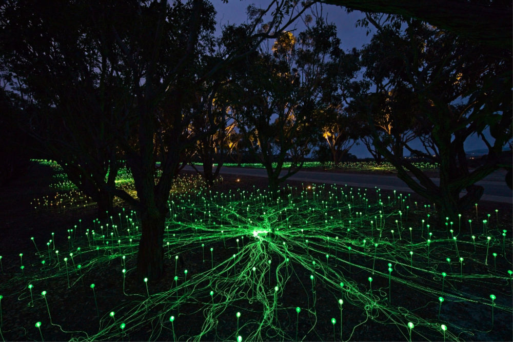 Field of Light: Avenue of Honour, Bruce Munro, Albany, 2018. Source: Mark Pickthall, courtesy of the Bruce Munro Studio 