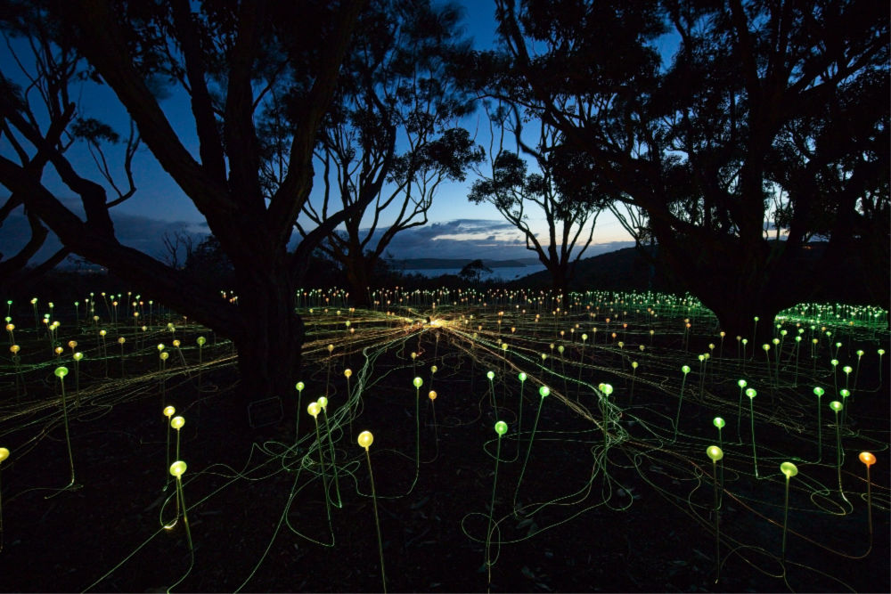 Field of Light: Avenue of Honour, Bruce Munro, Albany, 2018. Source: Mark Pickthall, courtesy of the Bruce Munro Studio