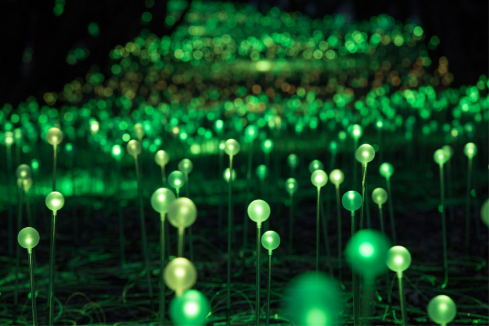 Field of Light: Avenue of Honour, Bruce Munro, Albany, 2018. Source: Mark Pickthall, courtesy of the Bruce Munro Studio