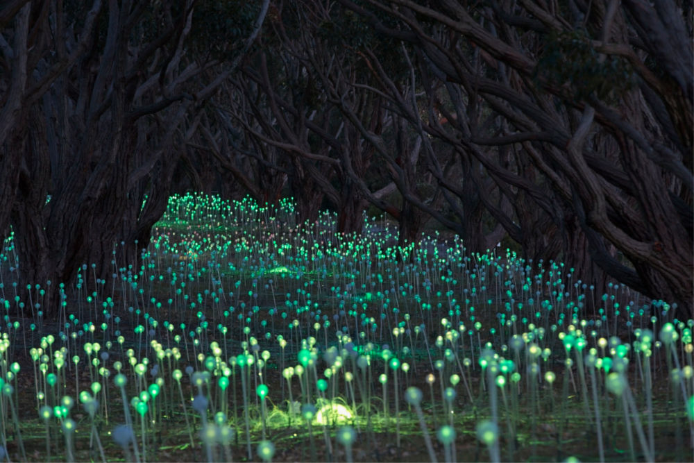 Field of Light: Avenue of Honour, Bruce Munro, Albany, 2018. Source: Mark Pickthall, courtesy of the Bruce Munro Studio