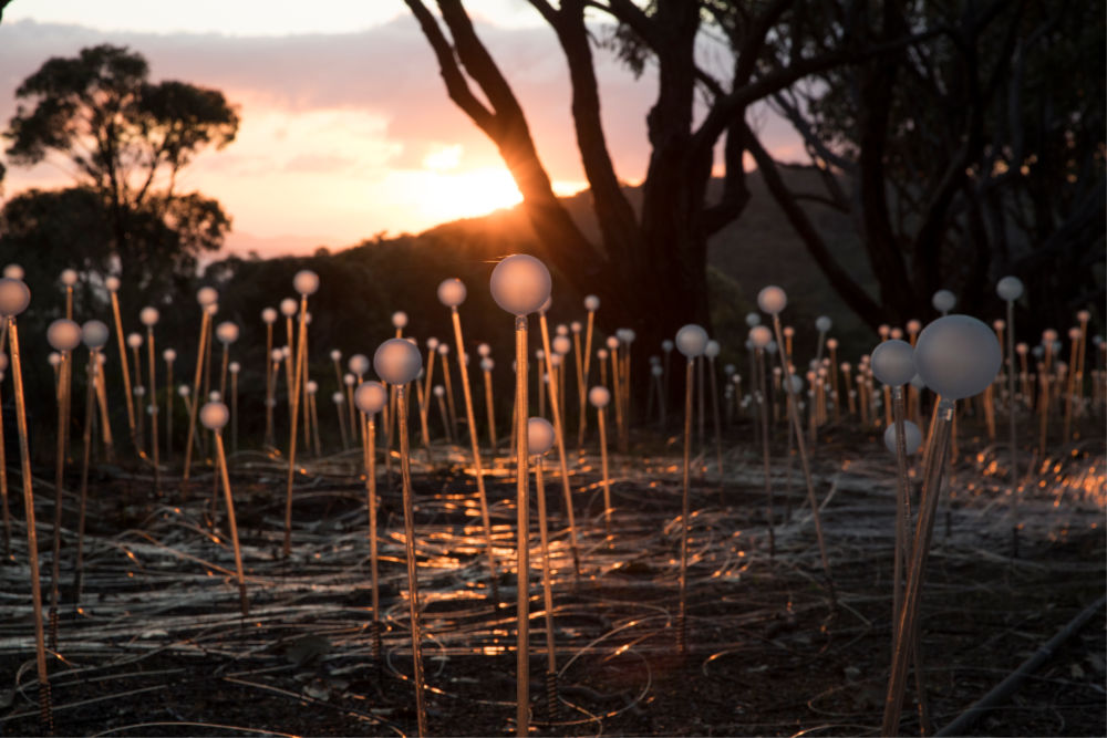 Field of Light: Avenue of Honour, Bruce Munro, Albany, 2018. Source: Mark Pickthall, courtesy of the Bruce Munro Studio