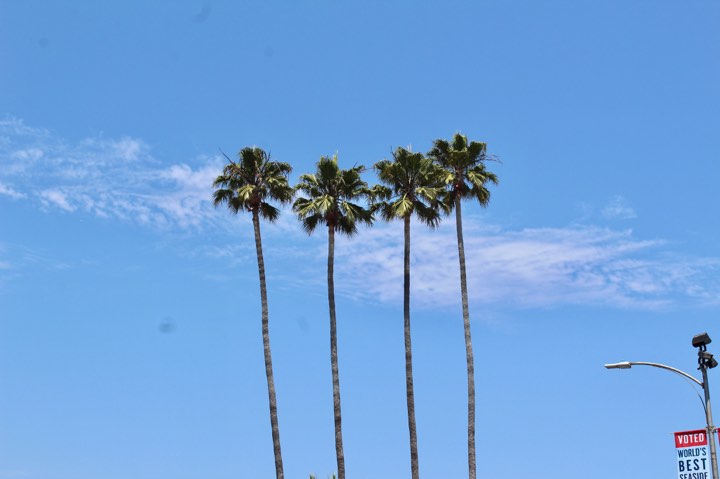 Palm trees for days. Source: Meredith Blakeway