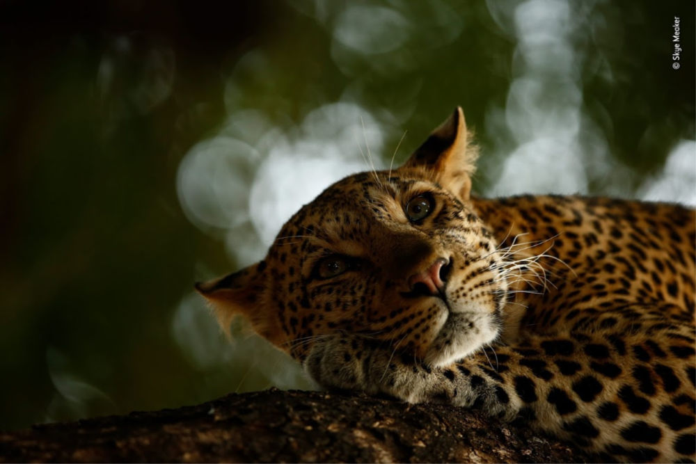 'Lounging Leopard' by Young Wildlife Photographer of the Year 2018, Skye Meeker . Source:Wildlife Photographer of the Year/Skye Meaker 