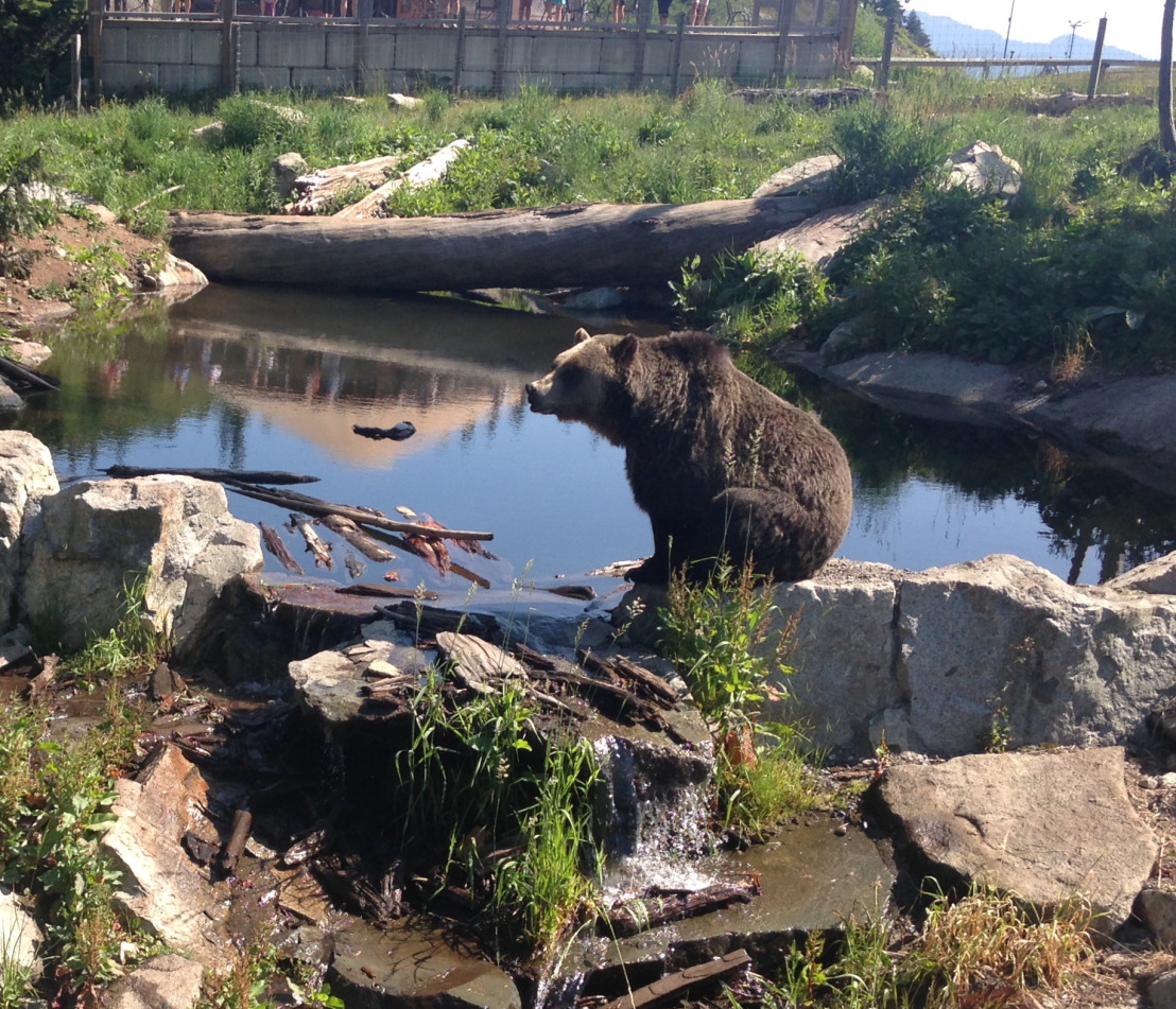 Meredith was really here for the bears. Source: Meredith Blakeway