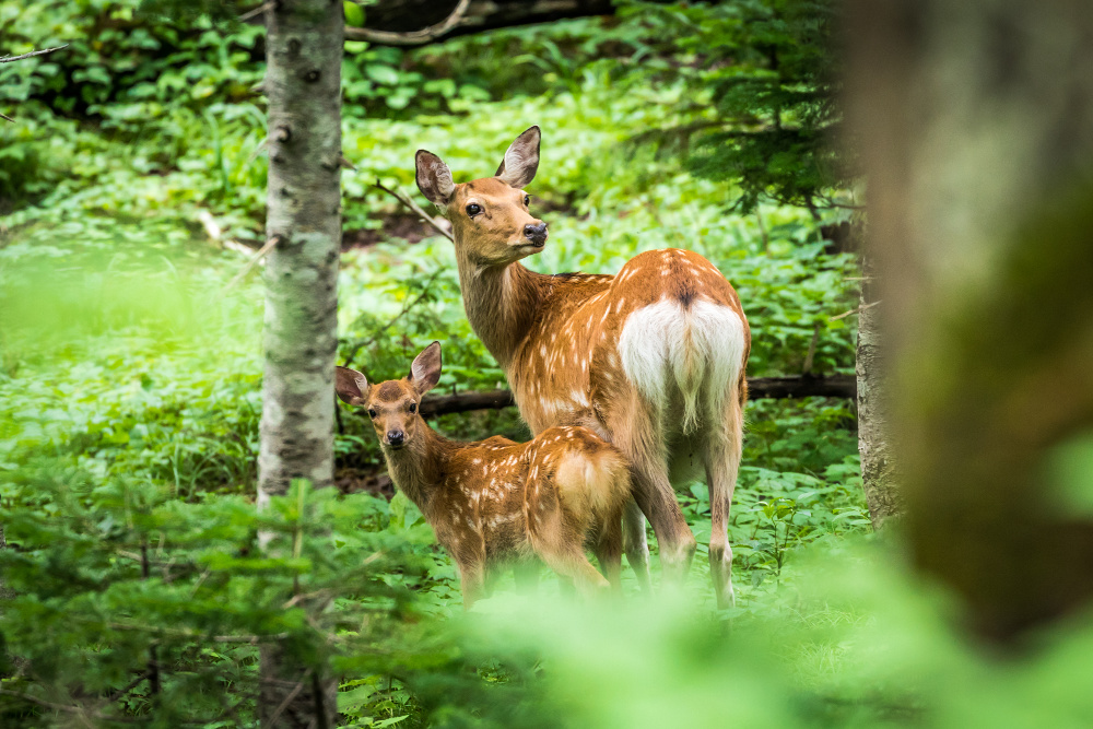 Sika deer. Source: Getty