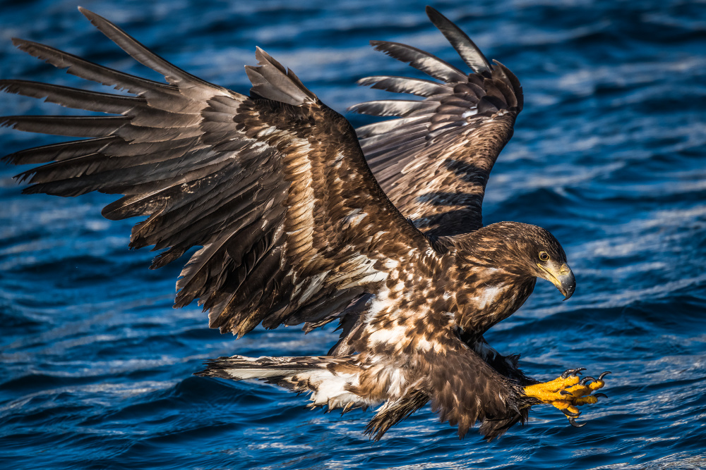 A white-tailed eagle going fishing on the Shiretoko Peninsula. Source: Getty