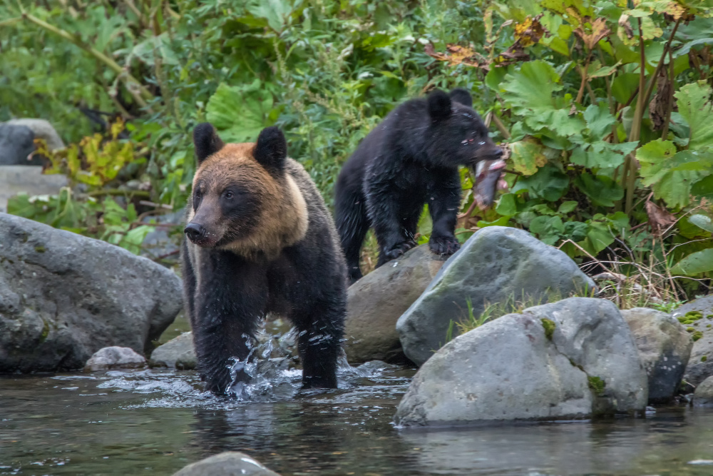 Brown bears in Shiretoko National Park. Source: Getty