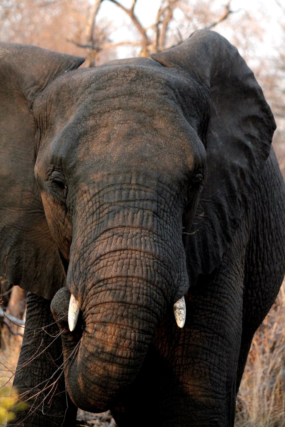 An elephant at Makutsi. Source: Glenn Craig