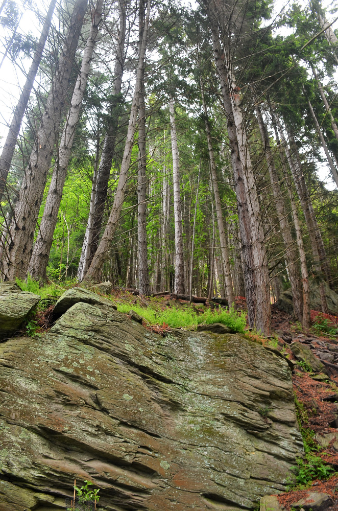 Shale adorned by the invasive conifers. Source: Ian Smith