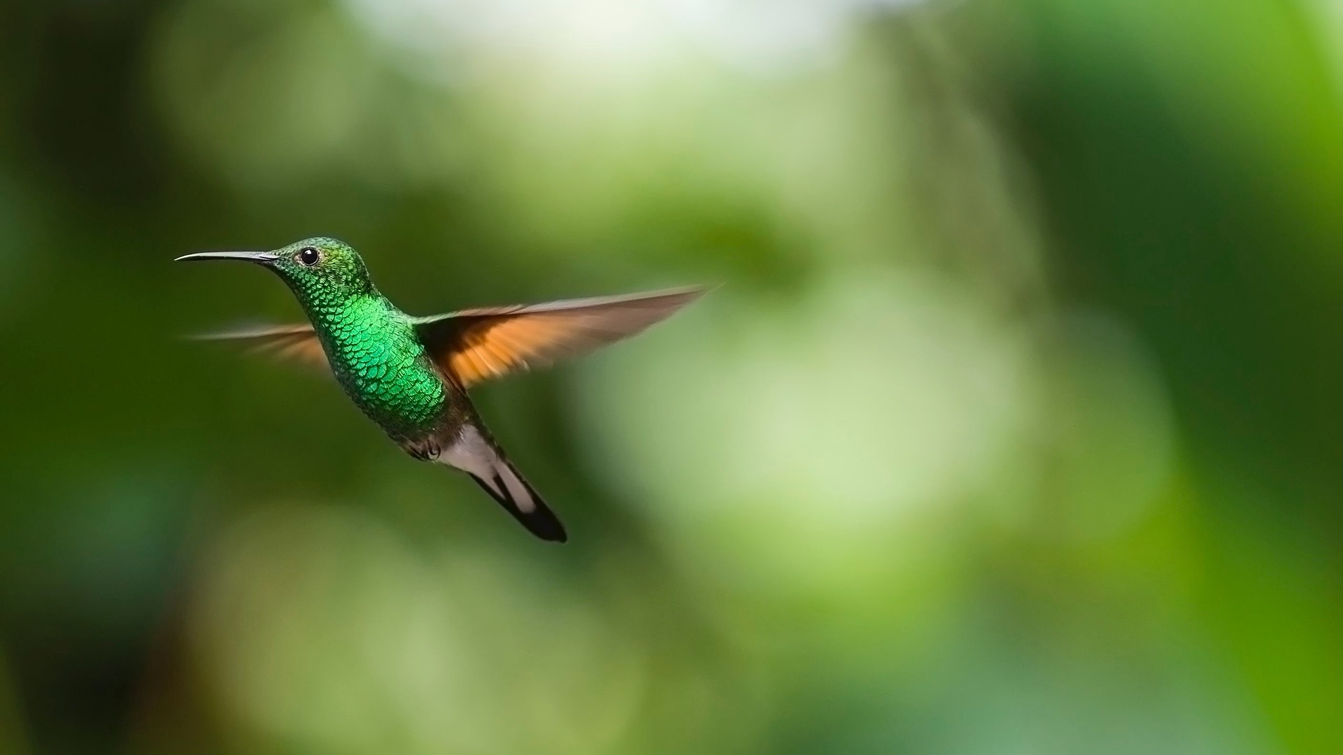 Hummingbirds could be found flitting from flower to flower in the garden. Source: Pixabay