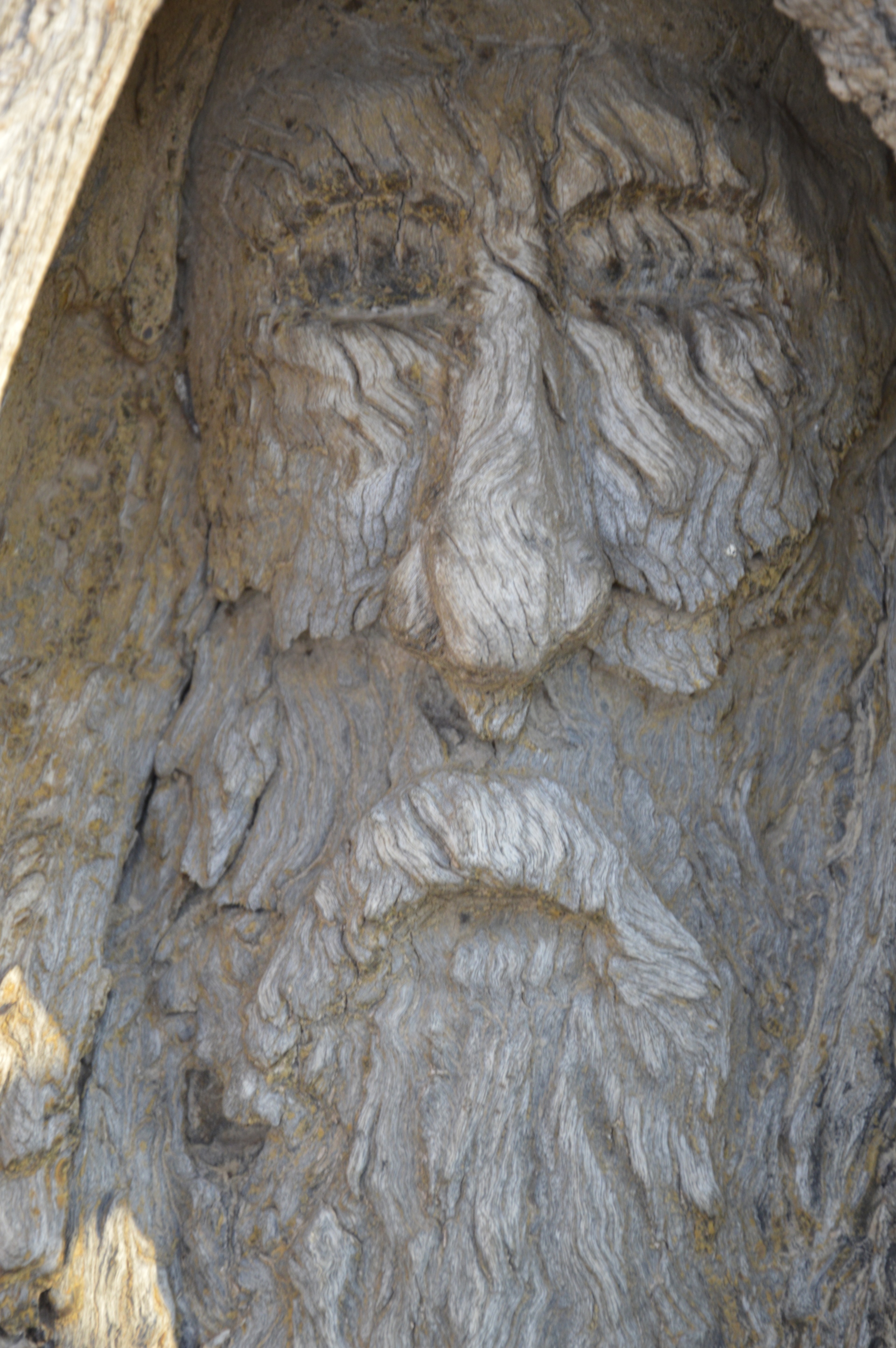 The carving of Burke's face in the 'Face Tree' in outback Queensland. Source: Great Australian Doorstep